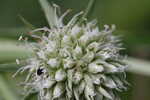 Yuccaleaf eryngo <BR>Northern rattlesnake master